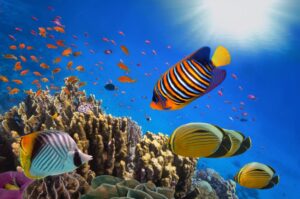 El fondo marino de Naama Bay