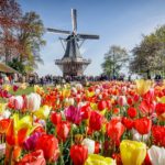 Tulipanes Keukenhof Holanda