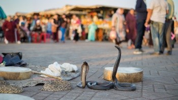 Excursión de Marrakech (Jornada completa)