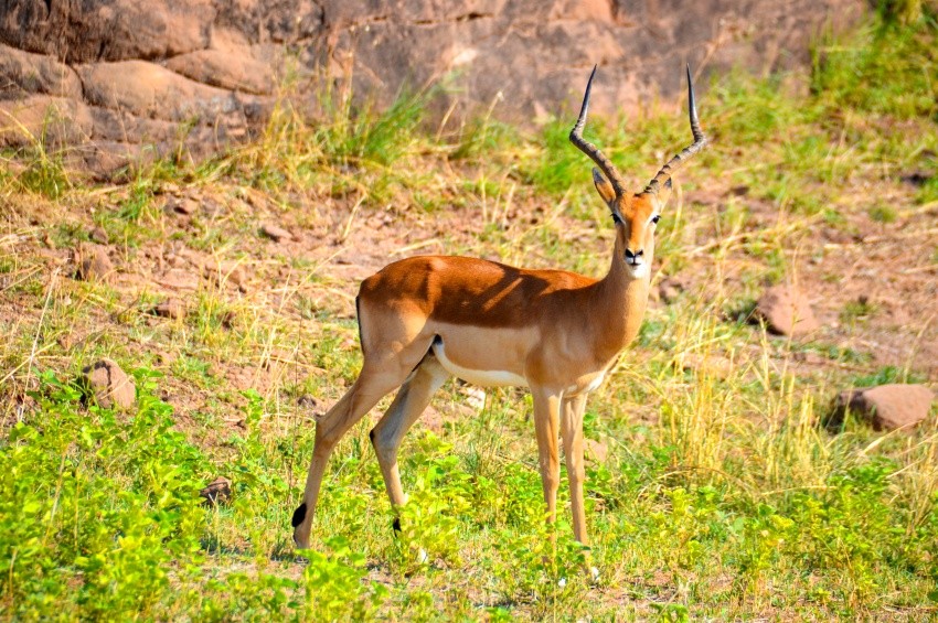 Safari Terrestre Y Náutico En El Parque Nacional De Matusadona.