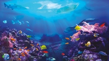 Fondo Marino De Hurgada