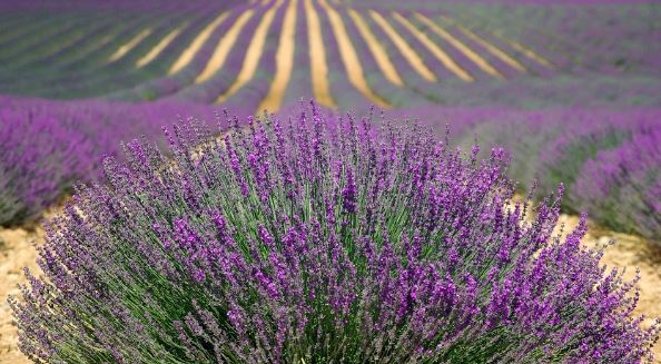 Ruta de la lavanda en crucero fluvial