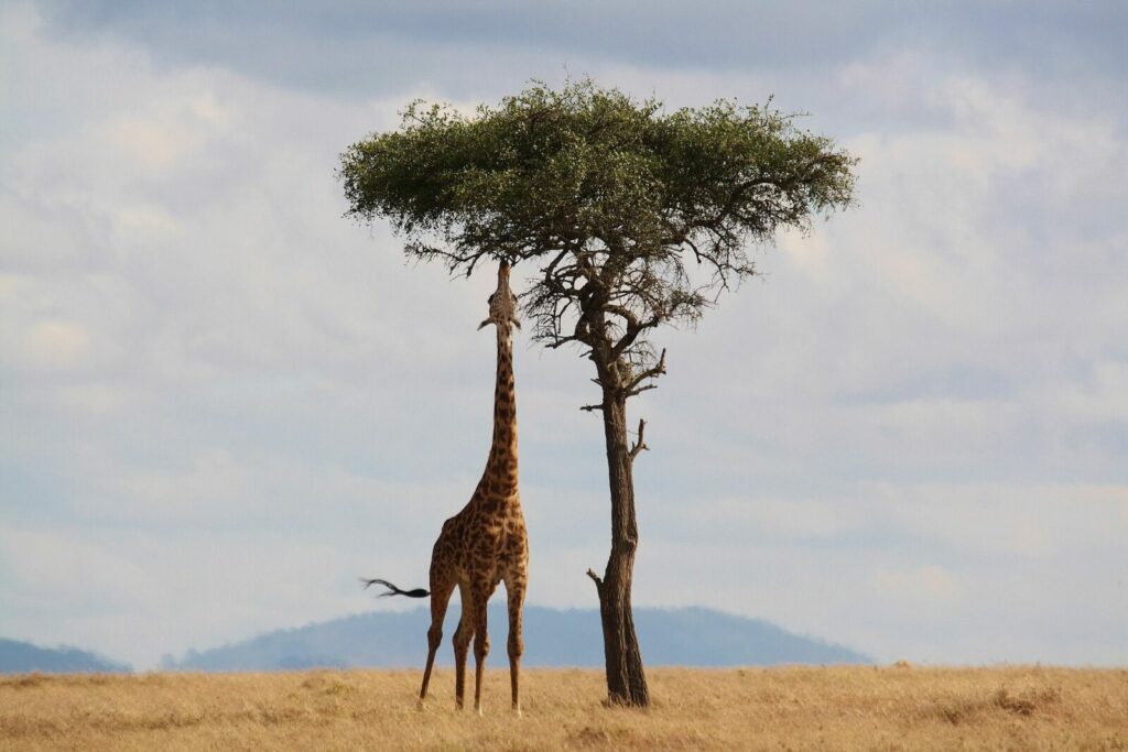 Aventuras en África a bordo de un crucero-safari