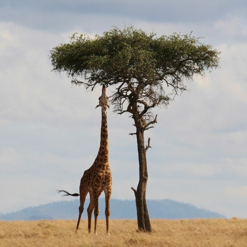 Aventuras en África a bordo de un crucero-safari