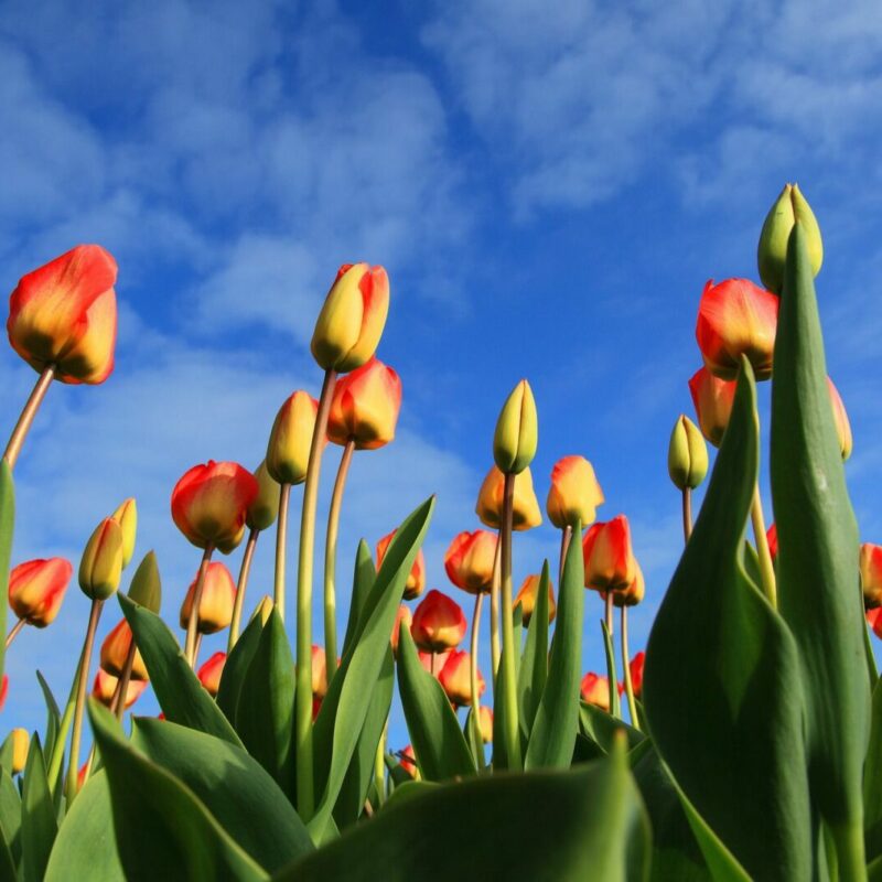 Campos de Tulipanes en Holanda