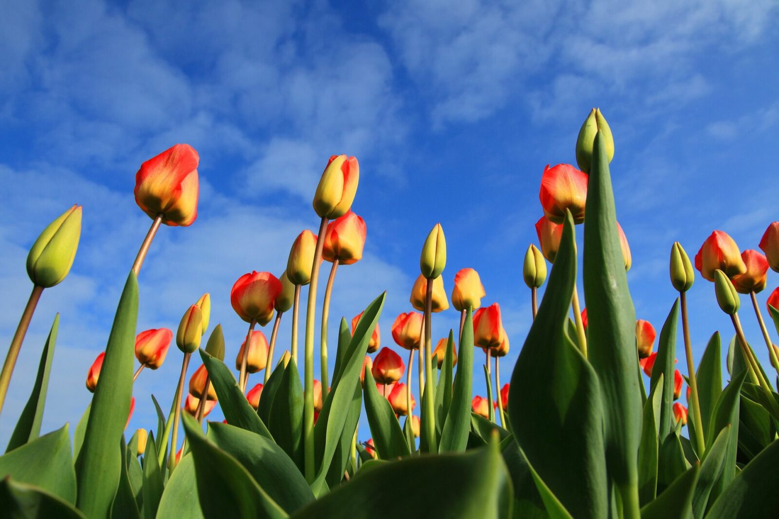 Campos de Tulipanes en Holanda