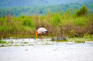 Safari náutico en el río Gache-Gache