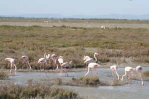 La Camarga en 4×4