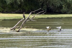 Delta del Danubio