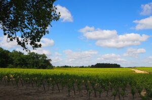 Ruta del Muscadet