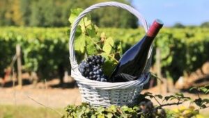 Exxcursión De El Beaujolais De Las Piedras Doradas