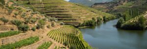 Excursión de Museo Del Duero y Quinta do Tedo