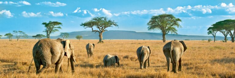 11A_PP – África austral a bordo del African Dream: experiencia única a los confines del Mundo