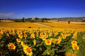 Excursión a la Toscana