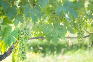 Degustación de vinos