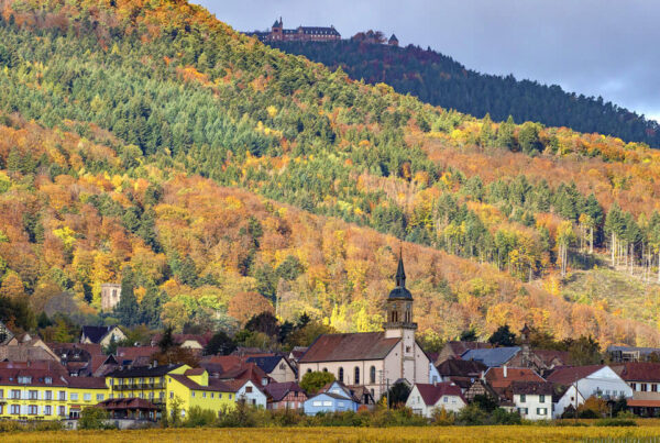 Viñedos otoño alsacia