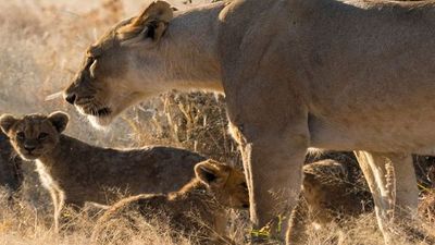 África austral a bordo del Zimbabwean Dream: experiencia única a los confines del Mundo – 11Z_PP