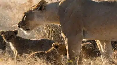 África austral a bordo del Zimbabwean Dream: experiencia única a los confines del Mundo – 11Z_PP