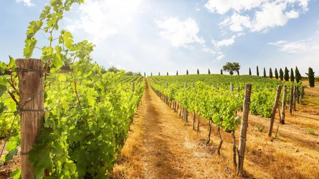 Canal du Midi: Ruta en barco por pueblos con encanto y vinos que conquistan