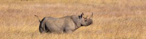 Safari en busca del rinoceronte negro africano (excursión opcional)