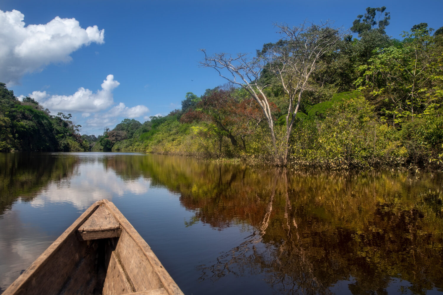 Amazon flooded forest canoe