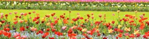 Parque floral del Keukenhof