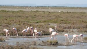 Excursión en Camarga